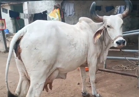 ગાય વેચવાની છે