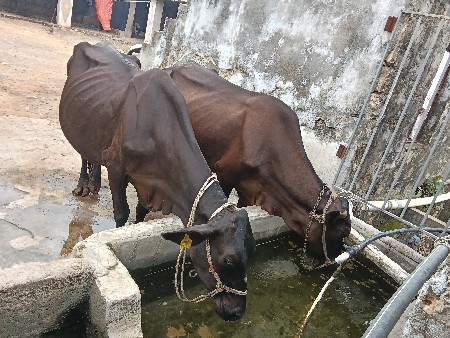 બે.એસફ.