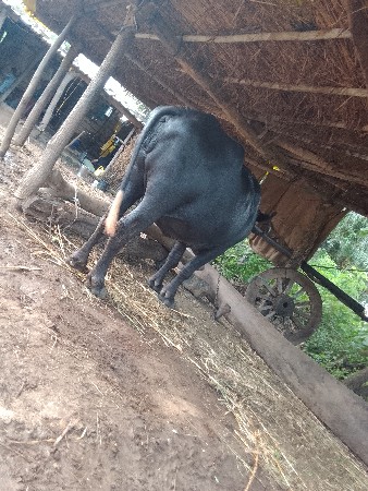 ભેસ