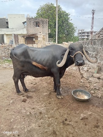 2 ભેંસ વેચવા ની છે