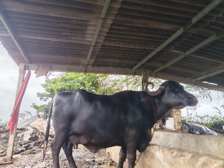 vechvani che