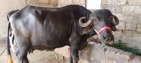 ભેંશ વેશવાની છે