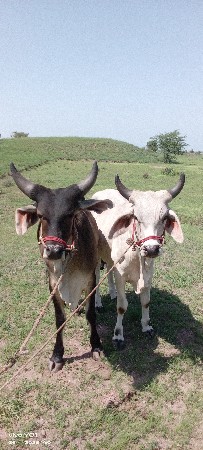 આ ગોઢલા વેંચવાના છે રૂ.40000
