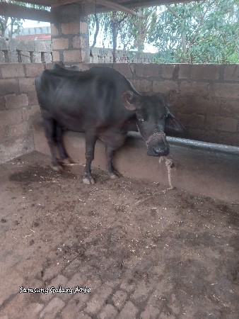 બીજુ વેતર