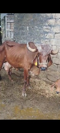 ગાય