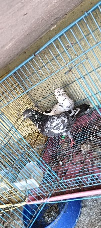 ઉડાનના કબુતર ની જોડી દેવાની છે
