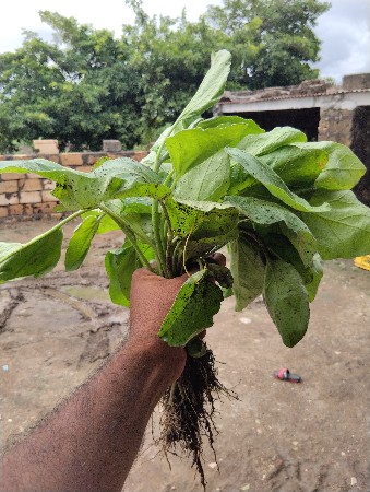 બરધ લેવાના છે