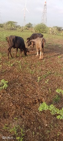 4 ખડેલાં