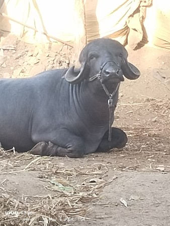 pado vechava no