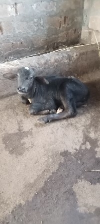 વેચવાની છે