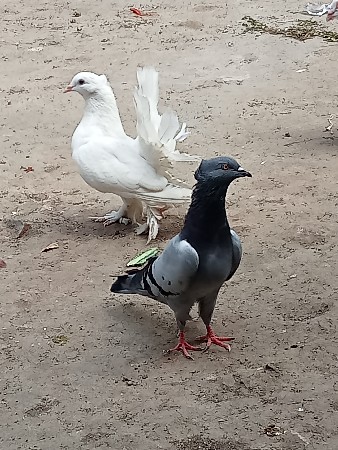 કબૂતર વેચવાના છે