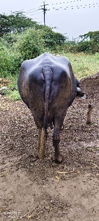 આ ભેંસ વેચવાની છે