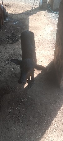 પાડો વેસવાનો છે