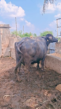 ભેંસ vesvani સે