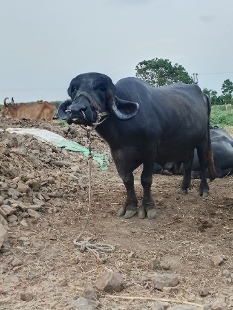 ભેંસ વેચવાની છે બીજું વેતર