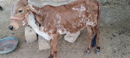 ગીર કાબરી વાસડી