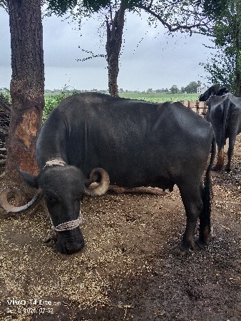 ભેંશ વેશવાની છે