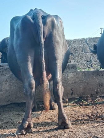 જાફરાબાદી ભેંસ