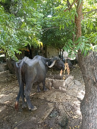 બે ભેંસ વેચવાની છે