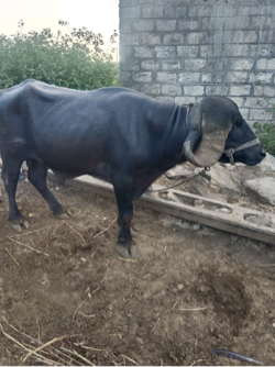 જાફરાબાદી પાડો