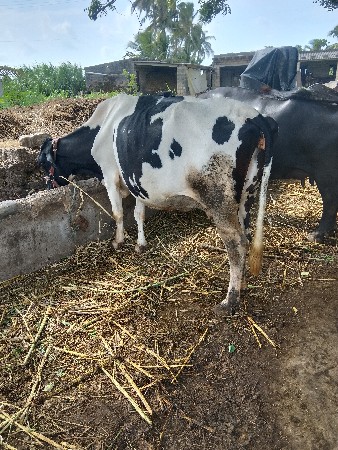 વેચવાની છે
