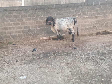 ગાય વેચવાની છે