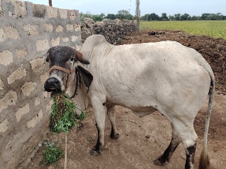 ગીર ગાય વેચવાની છે