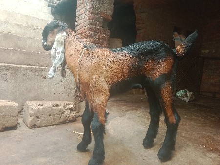 બોકડો વેચવાનો છે