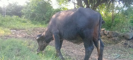 પાડો વેચવાનો છે