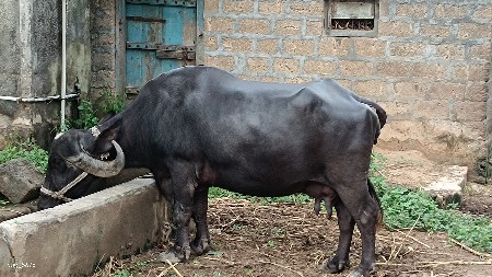 ભેંસ વેચવાની છે બીજું વેતર