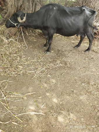 આ ત્રણ ભેશુ વેચવાની છે