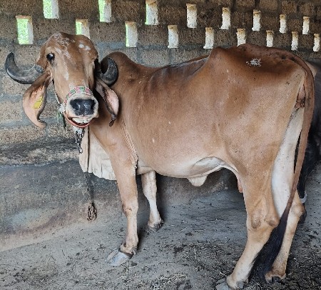 દિપકભાઈ મોરિ
