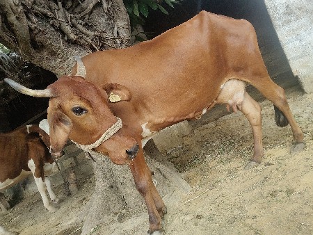 ગાય વેચવાની છે
