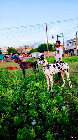 મીટીંગ માટે છે વેચવાનો નથી