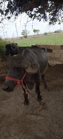 વેચવાની છે