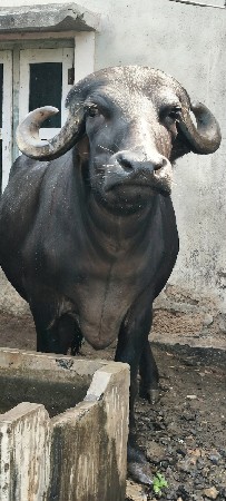 ખડેલી વેચવાની છે