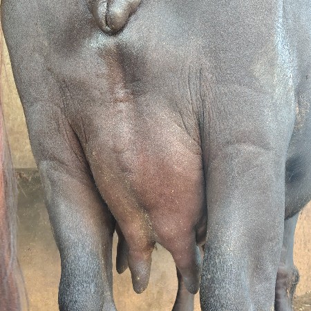 ભેસ વેસવાની છે