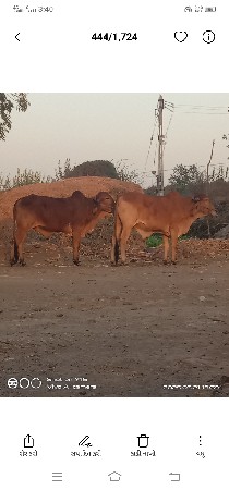 બળદ વેચવાના છે