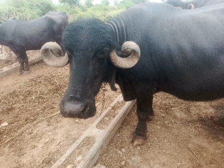 જાફરાબાદી ભેંસ વેચવાની છે