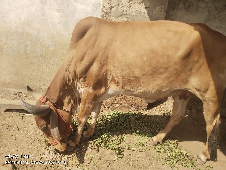 ગાય વેચવાની છે