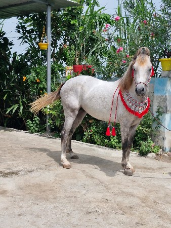 કાઠીયાવાડી ઘોડો