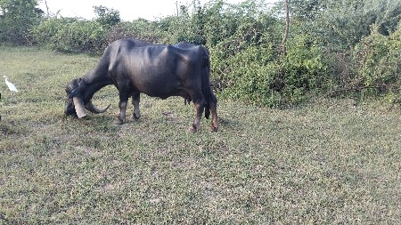 ભેંસ