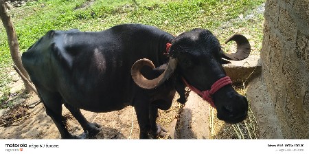 ભેંસ