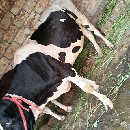 ગાય વેસવાનિ છે