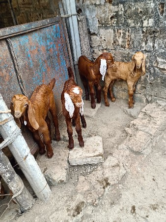 બકરા વેચવાના છે