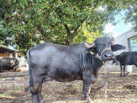 ભેંસ વેચવાનિ છે