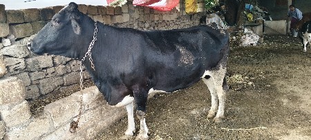 ગાય વેચવાની છે