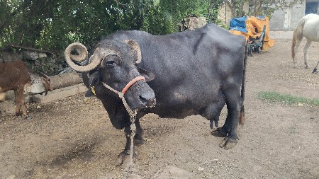 આ ભેંસ વેચવાની છે પાડો
