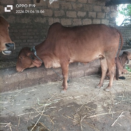 આ ગાય વેચવાની છે