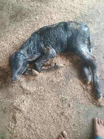 5 bhesu vechvani 6